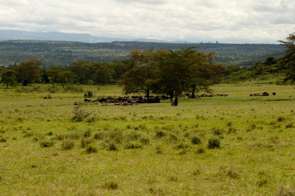 Parque Nacional de Nakuru
